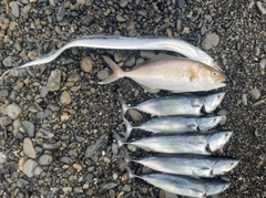 ショゴの釣果