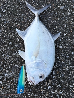 ガーラの釣果