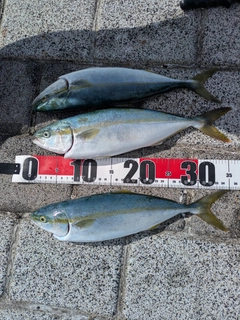 イナダの釣果