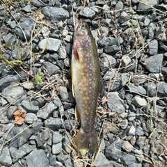 ニッコウイワナの釣果