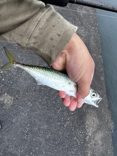 サバの釣果