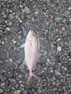 ショゴの釣果