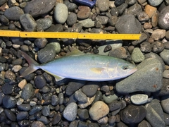 ワカシの釣果