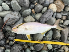 ショゴの釣果