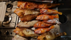 アオナの釣果