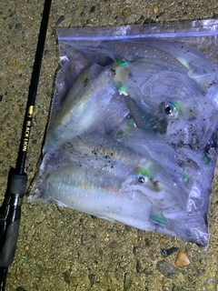 アオリイカの釣果