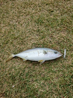 ワカシの釣果