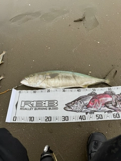 ワラサの釣果
