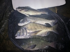 クチブトグレの釣果