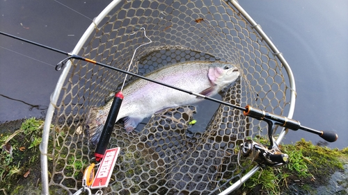 ニジマスの釣果