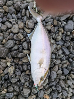 ショゴの釣果