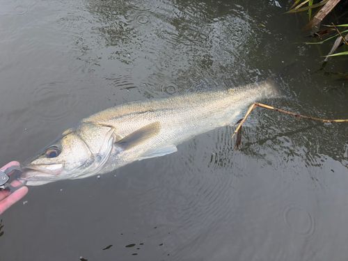 涸沼で釣れたスズキの釣り・釣果情報 - アングラーズ | 釣果600万件の