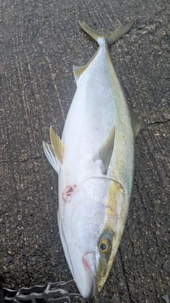 メジロの釣果
