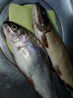 ブルックトラウトの釣果