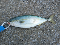 ワカシの釣果