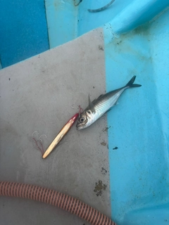 マアジの釣果
