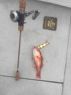アカムツの釣果