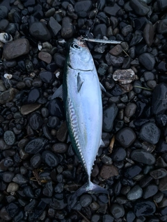 ヒラソウダの釣果