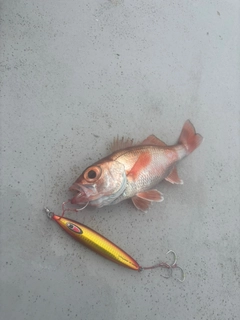 アカムツの釣果