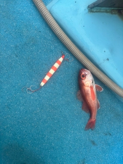アカムツの釣果