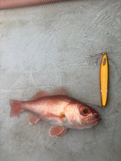 アカムツの釣果