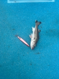 アラの釣果