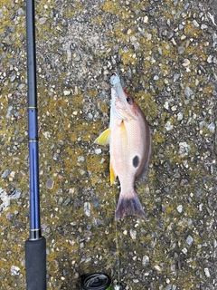 クロホシフエダイの釣果