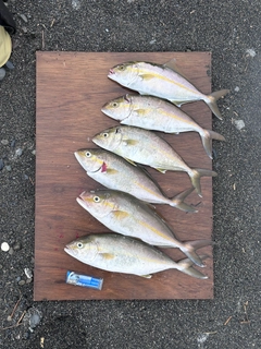 ショゴの釣果