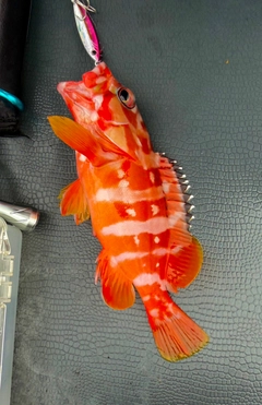 アカハタの釣果