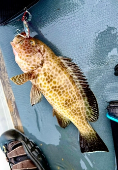 オオモンハタの釣果