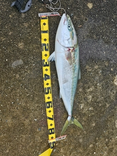 ブリの釣果