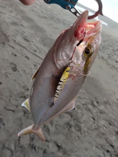 ショゴの釣果