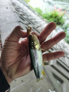 カワムツの釣果