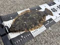 ソゲの釣果