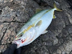 ワカシの釣果