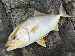 ショゴの釣果