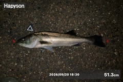シーバスの釣果