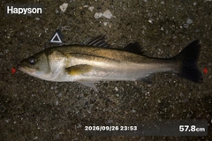 シーバスの釣果