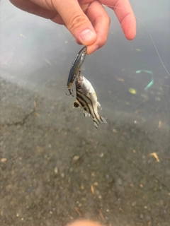 コトヒキの釣果