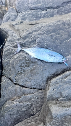 スマガツオの釣果