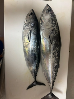 ヒラソウダの釣果