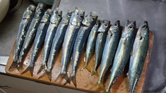 サバの釣果