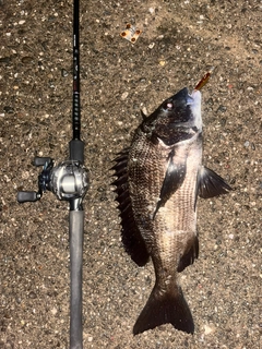 チヌの釣果