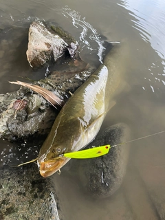 ナマズの釣果