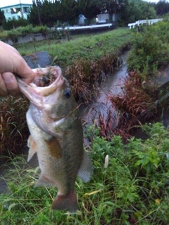 ラージマウスバスの釣果