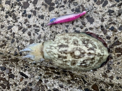 モンゴウイカの釣果