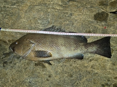 オオモンハタの釣果