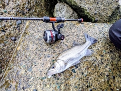 セイゴ（ヒラスズキ）の釣果