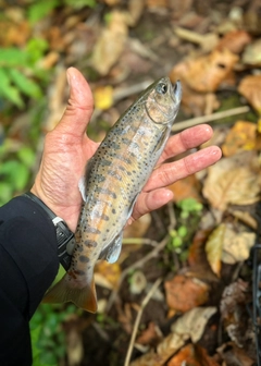 ヤマメの釣果