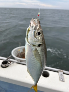 マアジの釣果